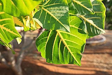 派对“壳”以开始了吗，《方舟：生存飞升》忍者神龟联动预告