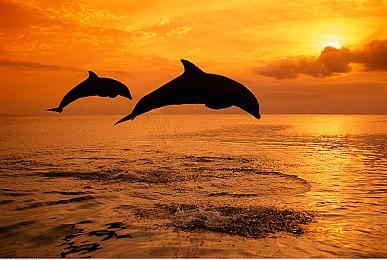 《完美音浪》虽然好评如潮 但并不赚钱